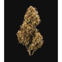 Blue Cheese Auto semi cannabis Royal Queen Seeds