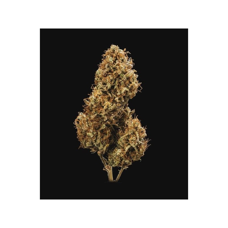 Blue Cheese Auto semi cannabis Royal Queen Seeds