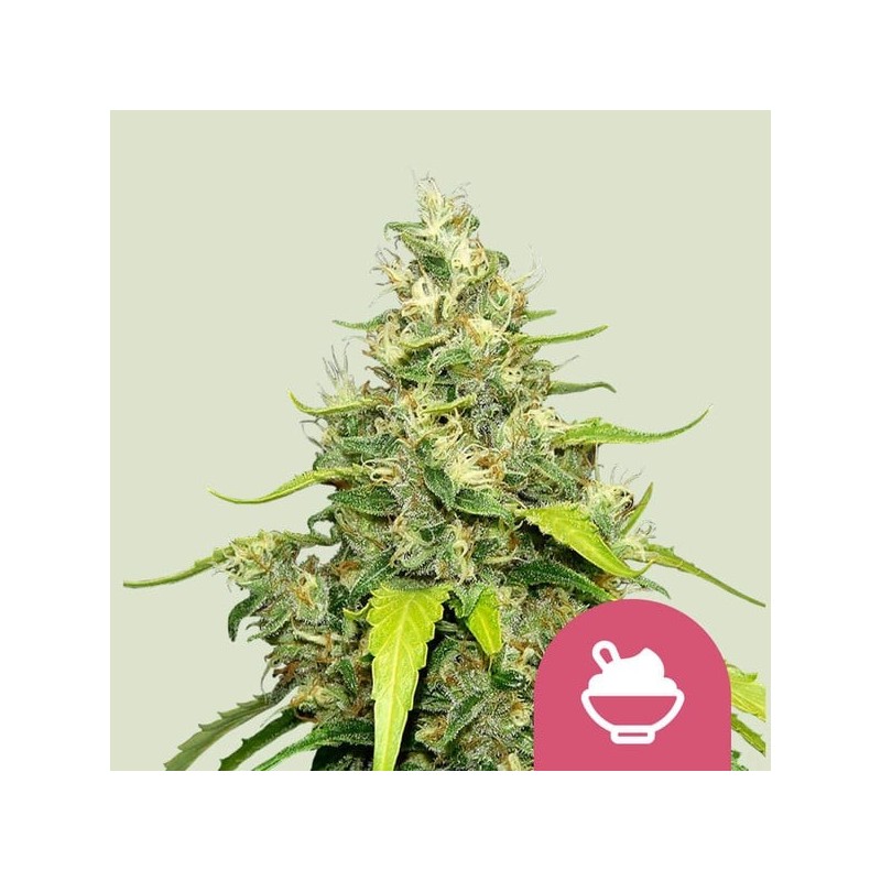 Blue Gelato semi cannabis Royal Queen Seeds