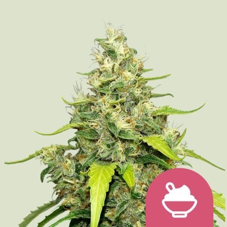 Blue Gelato semi cannabis Royal Queen Seeds
