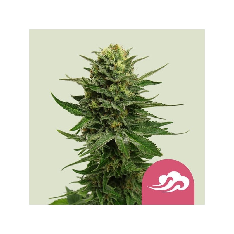 Blue Mystic semi cannabis Royal Queen Seeds