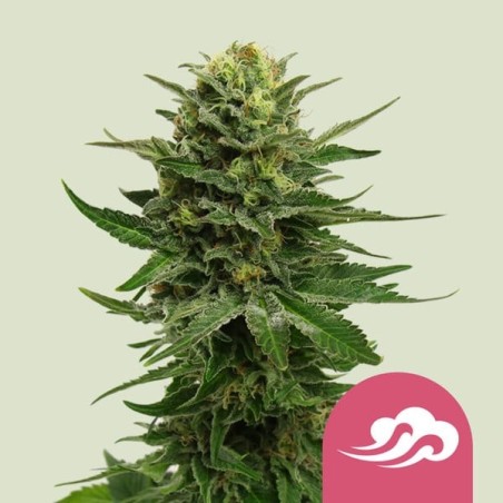Blue Mystic semi cannabis Royal Queen Seeds
