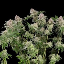 Blue Mystic semi cannabis Royal Queen Seeds