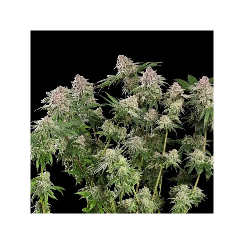 Blue Mystic semi cannabis Royal Queen Seeds