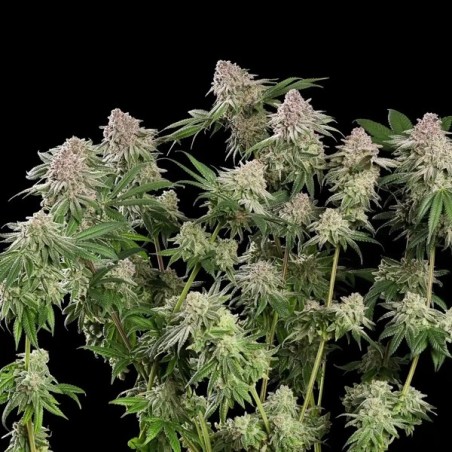 Blue Mystic semi cannabis Royal Queen Seeds