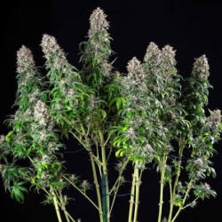 Blue Mystic semi cannabis Royal Queen Seeds