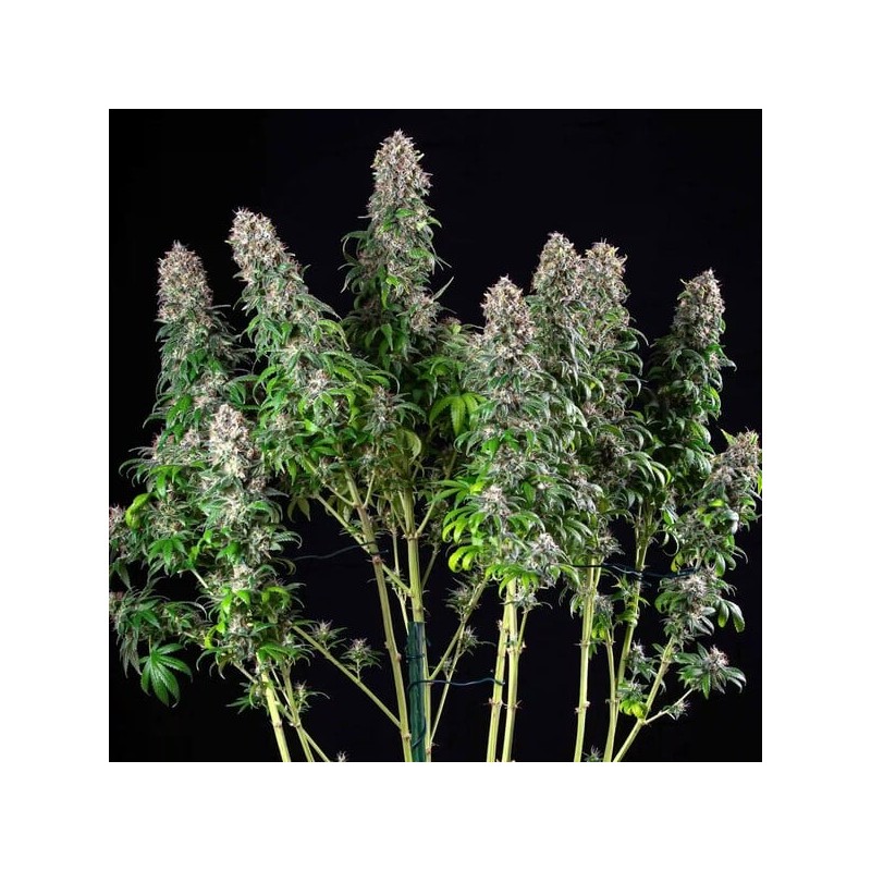 Blue Mystic semi cannabis Royal Queen Seeds