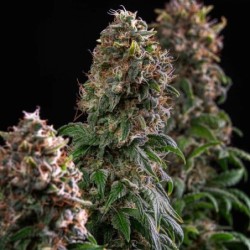 Blue Mystic semi cannabis Royal Queen Seeds