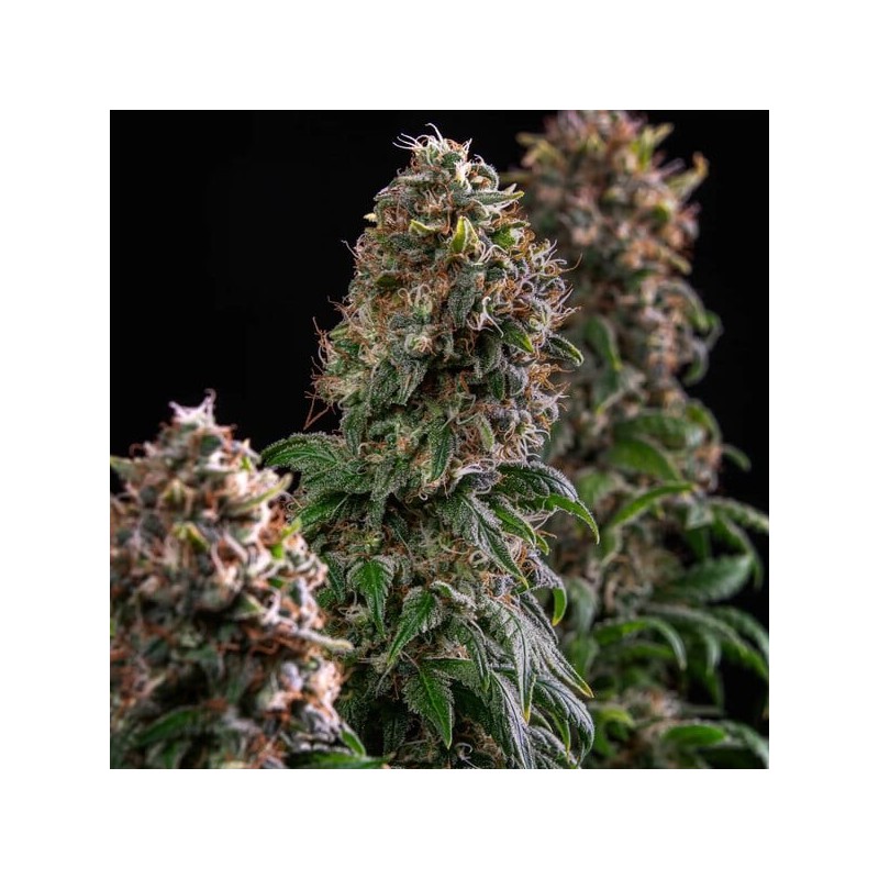 Blue Mystic semi cannabis Royal Queen Seeds