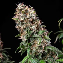 Blue Mystic semi cannabis Royal Queen Seeds