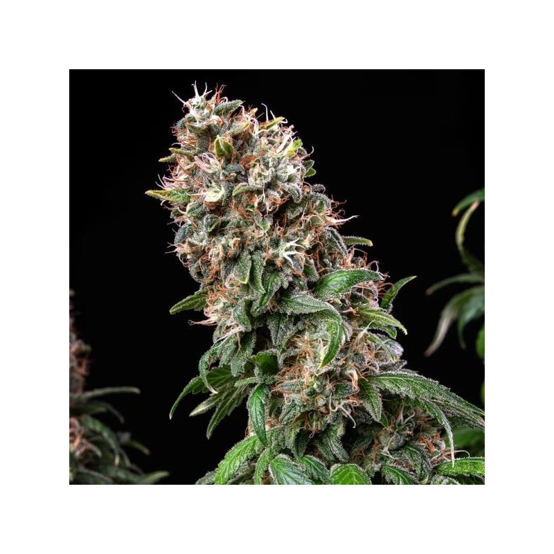 Blue Mystic semi cannabis Royal Queen Seeds