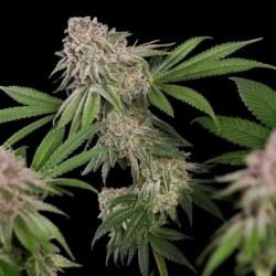 Blue Mystic semi cannabis Royal Queen Seeds
