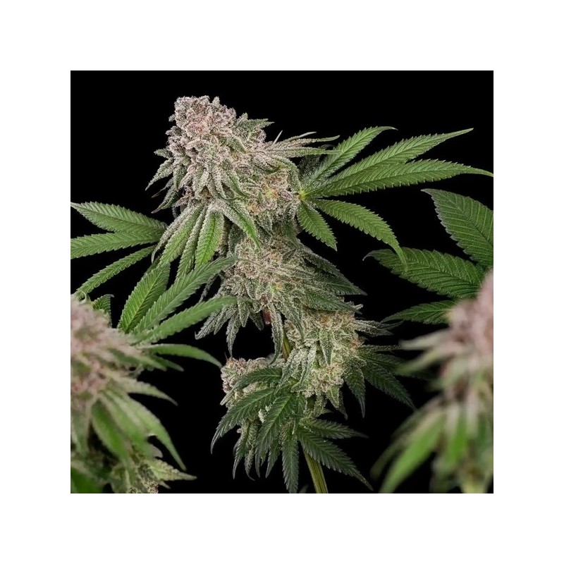 Blue Mystic semi cannabis Royal Queen Seeds
