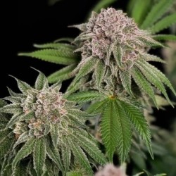 Blue Mystic semi cannabis Royal Queen Seeds