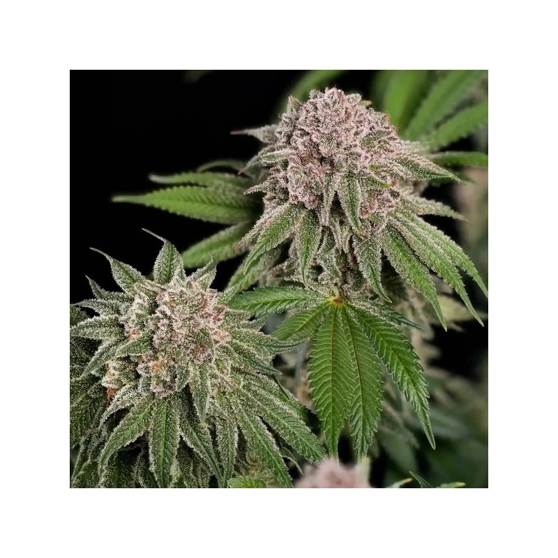 Blue Mystic semi cannabis Royal Queen Seeds