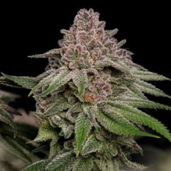 Blue Mystic semi cannabis Royal Queen Seeds