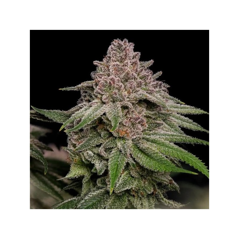 Blue Mystic semi cannabis Royal Queen Seeds