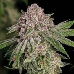 Blue Mystic semi cannabis Royal Queen Seeds