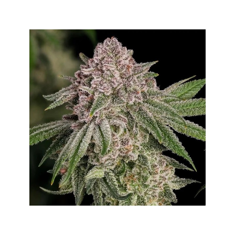 Blue Mystic semi cannabis Royal Queen Seeds