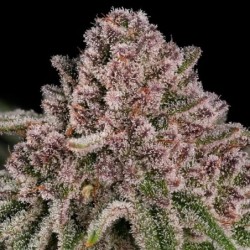 Blue Mystic semi cannabis Royal Queen Seeds