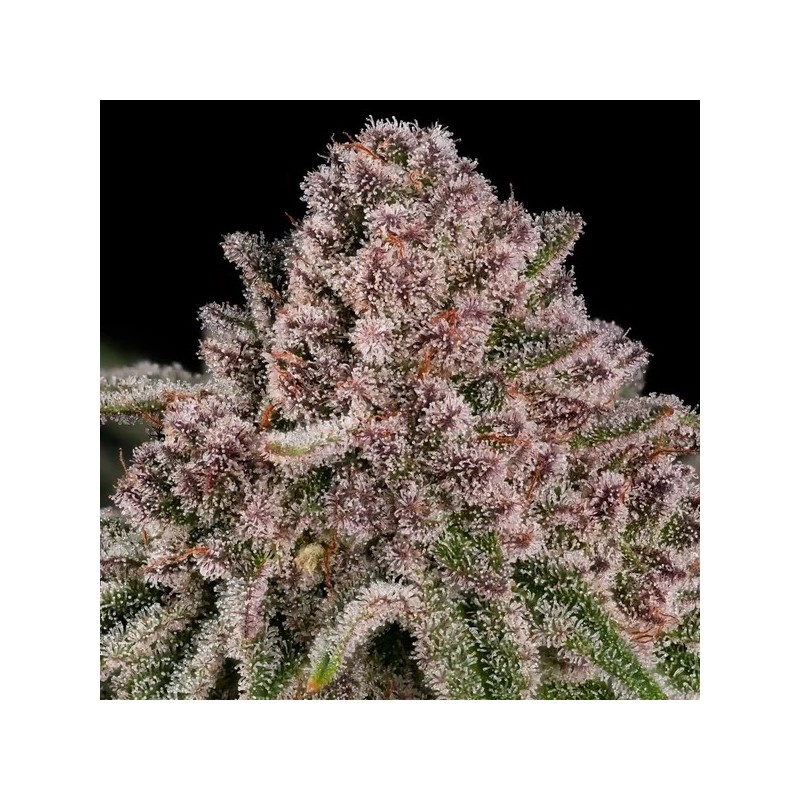 Blue Mystic semi cannabis Royal Queen Seeds