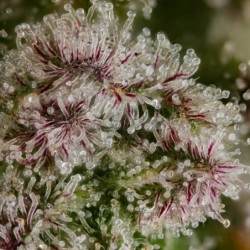 Blue Mystic semi cannabis Royal Queen Seeds