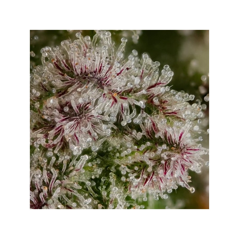 Blue Mystic semi cannabis Royal Queen Seeds