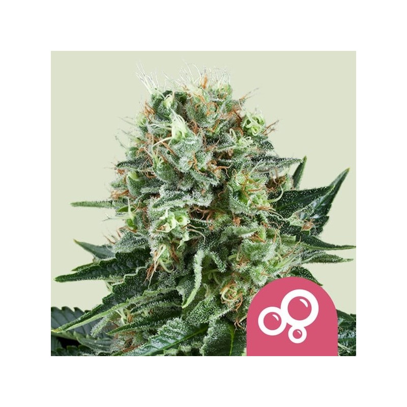 Bubble Kush semi cannabis Royal Queen Seeds