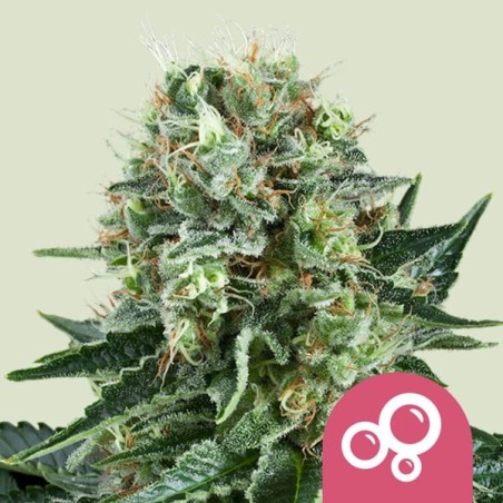 Bubble Kush semi cannabis Royal Queen Seeds