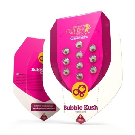 Bubble Kush semi cannabis Royal Queen Seeds