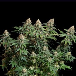 Bubble Kush semi cannabis Royal Queen Seeds