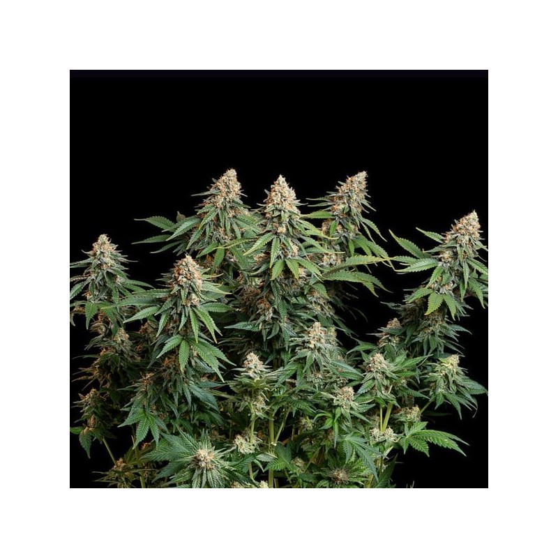 Bubble Kush semi cannabis Royal Queen Seeds