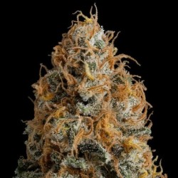 Bubble Kush semi cannabis Royal Queen Seeds