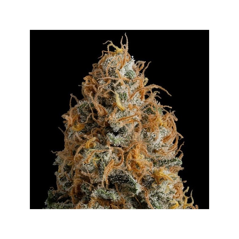 Bubble Kush semi cannabis Royal Queen Seeds
