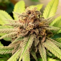 Bubble Kush semi cannabis Royal Queen Seeds