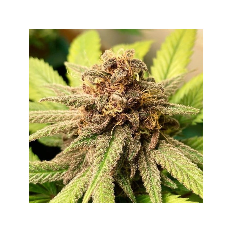 Bubble Kush semi cannabis Royal Queen Seeds