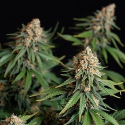 Bubble Kush semi cannabis Royal Queen Seeds
