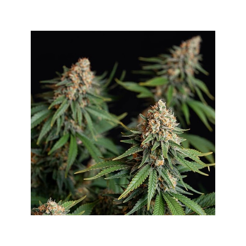 Bubble Kush semi cannabis Royal Queen Seeds