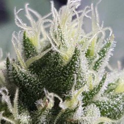 Bubble Kush semi cannabis Royal Queen Seeds