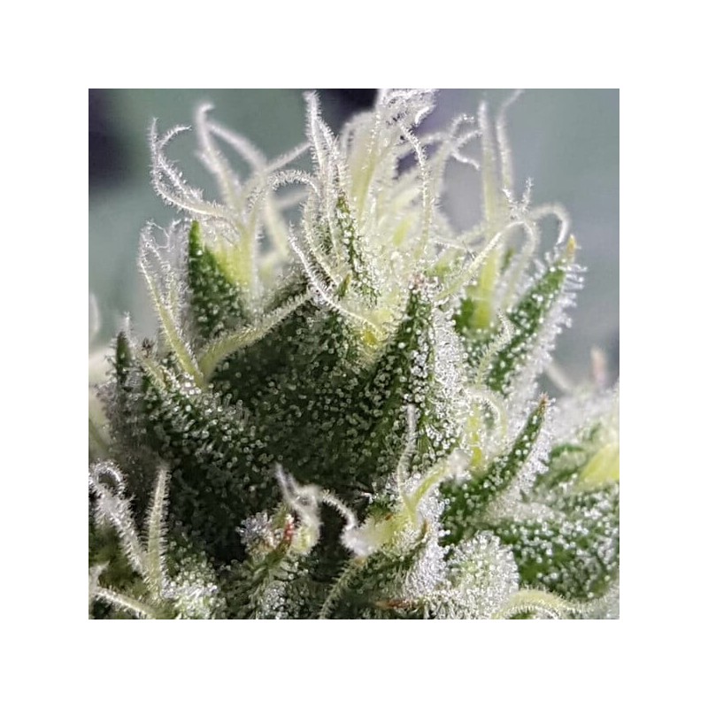 Bubble Kush semi cannabis Royal Queen Seeds