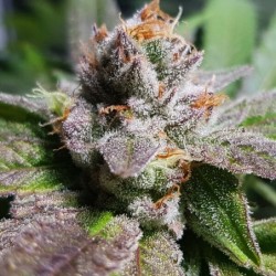 Bubble Kush semi cannabis Royal Queen Seeds