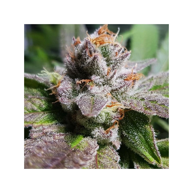 Bubble Kush semi cannabis Royal Queen Seeds