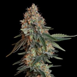 Bubble Kush semi cannabis Royal Queen Seeds