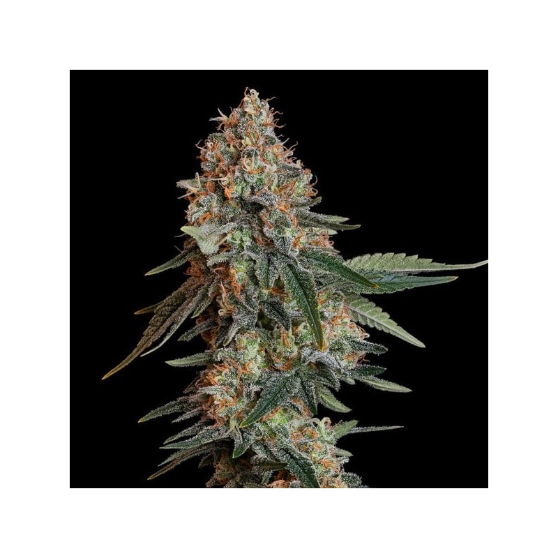 Bubble Kush semi cannabis Royal Queen Seeds