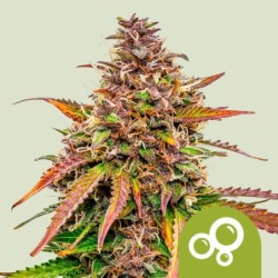Bubble Kush Auto semi cannabis Royal Queen Seeds