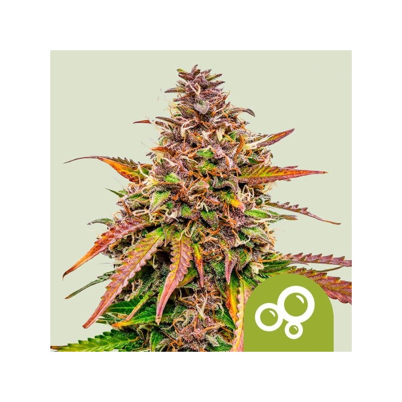 Bubble Kush Auto semi cannabis Royal Queen Seeds