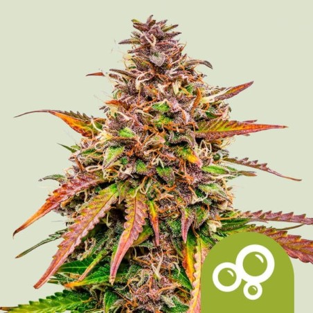 Bubble Kush Auto semi cannabis Royal Queen Seeds