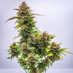 Bubble Kush Auto semi cannabis Royal Queen Seeds