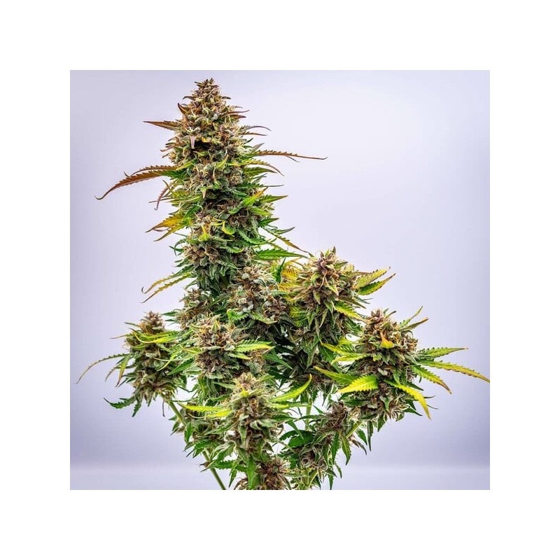 Bubble Kush Auto semi cannabis Royal Queen Seeds