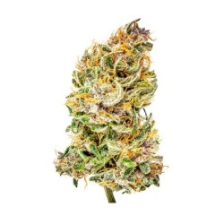 Bubble Kush Auto semi cannabis Royal Queen Seeds
